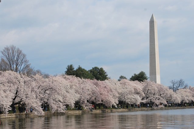 ワシントンの桜イベント